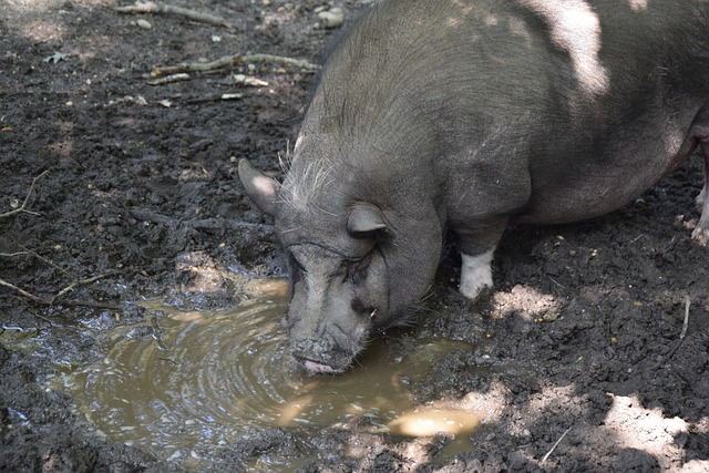 WTT新加坡大满贯赛 孙颖莎4-1蒯曼获女单冠军.